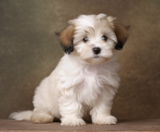 Havachon Puppies For Sale Florida Fur Babies